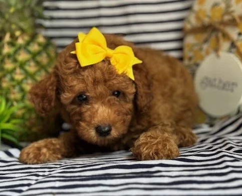 MINI FEMALE POODLE PANZY $2,750.00 #1147854-4