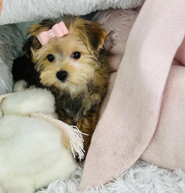 AMAL TINY TOY MORKIE MALTESE & YORKIE PUPPY FEMALE $1,950.00 #1774-4