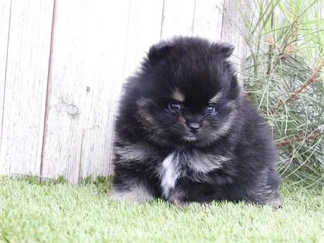 POMERANIANS   TEACUP/POCKETBOOK  PEANUT    $3,950.00   #1745