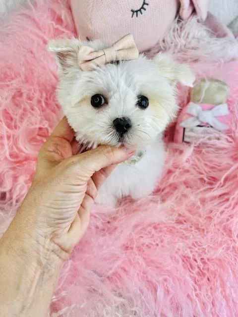 MALTESE PUPPY   NATALY  $3,550.000      #12