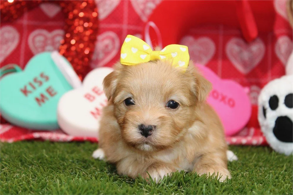 DORA   MORKIE  FEMALE $3,950.00  #15252-2