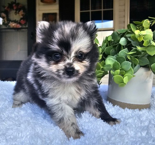 PUDDIN    TEACUP   FEMALE   $3,950.00    #123
