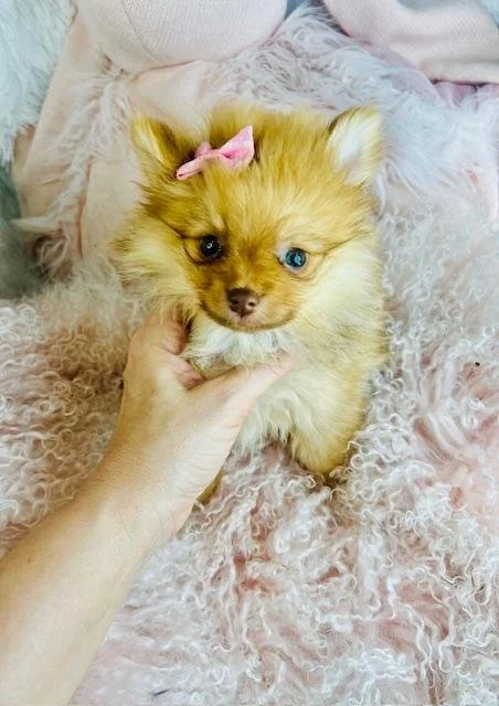 FEMALE  POMERANIAN  PRECIOUS   $3,950.00    #147