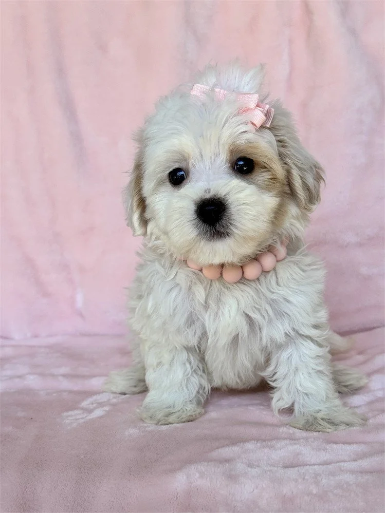 DEVANA    MALTIPOO    FEMALE   $3,550.00   #155