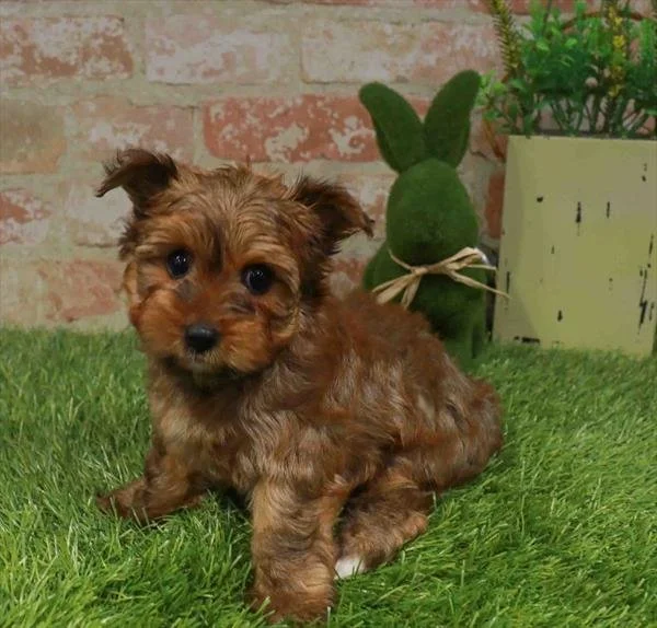 JESSICA  FEMALE    YORKIES   $3,550.00   #1783