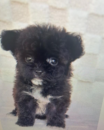 MITCH  POMSHI  POMERANIAN & SHIH TZU  MALE   $3,950.00   #1787