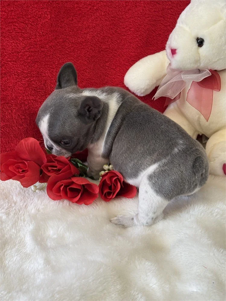MINI FRENCH BULLDOG  FEMALE   FABIS    $3,550.00       #111254-7