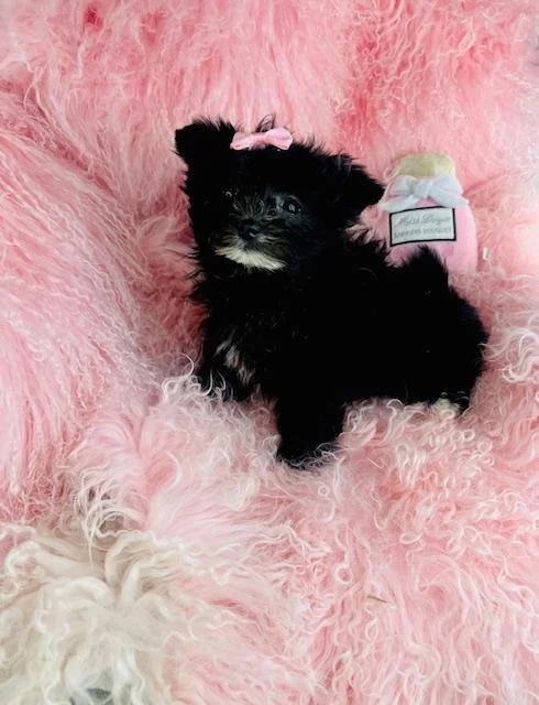 DRAKE TEACUP  POMERANIAN/MALTESE   $3,550.00  #1552