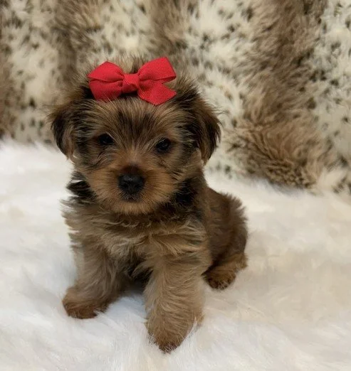 JONAH TINY TOY YORKIE MALE PUPPY $3,550.00 #147874-4