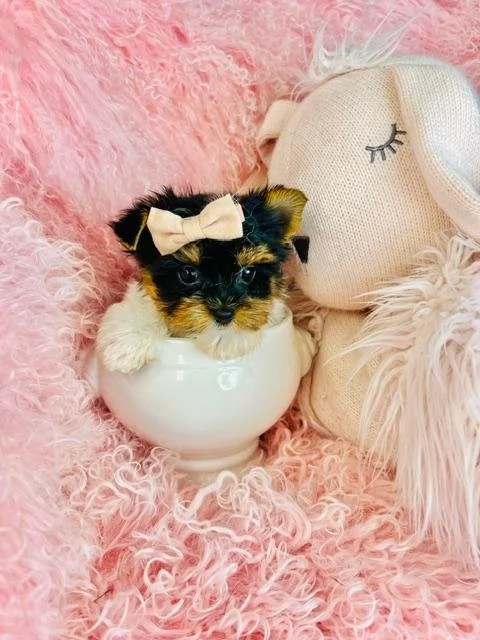 JESSEINA  FEMALE  TEACUP/POCKETBOOK   $5,950.00   #183