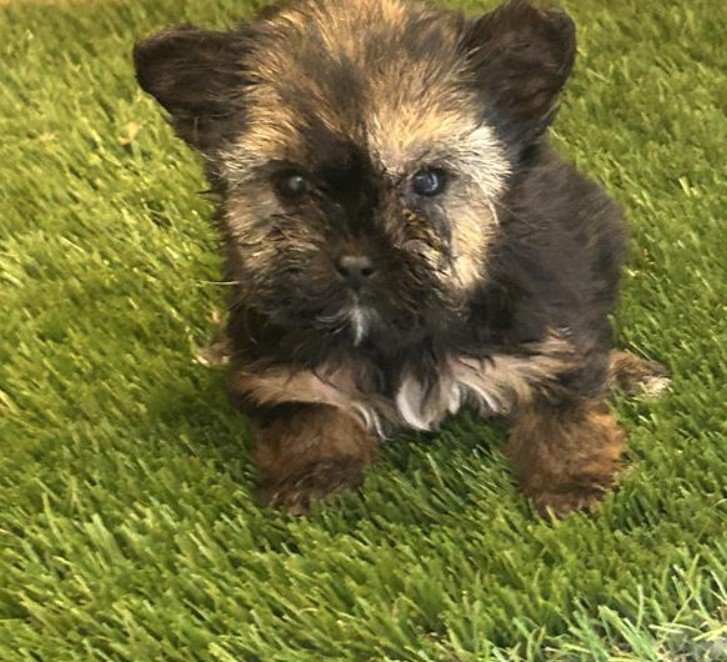 JILL TEACUP YORKSHIRE TERRIER FEMALE PUPPY $4,550.00 #1479-7