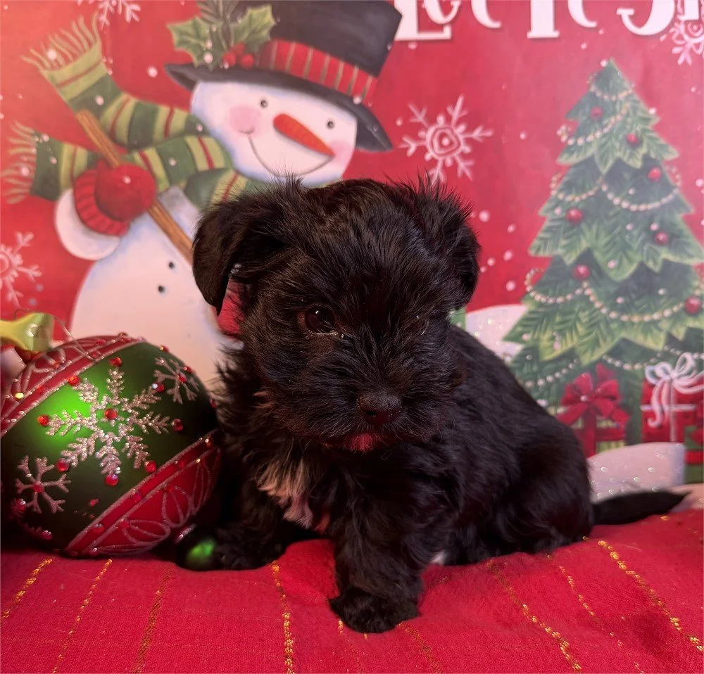 DARLING MORKIE  MALE   $3,050.00   #17854-4