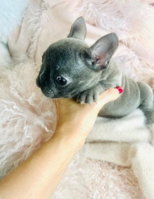 FRENCH BULLDOG SUPER TINY    MALE   FLOYD  $3,950.00  #1544-4