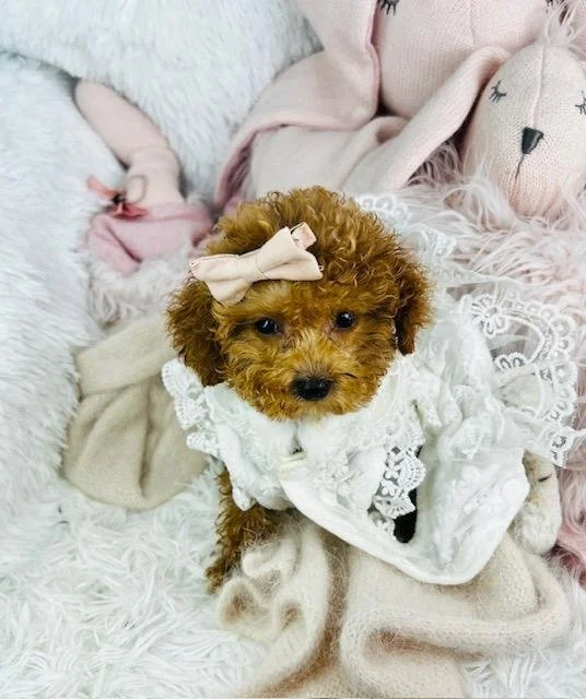 adorable-puppies-near-me.jpg