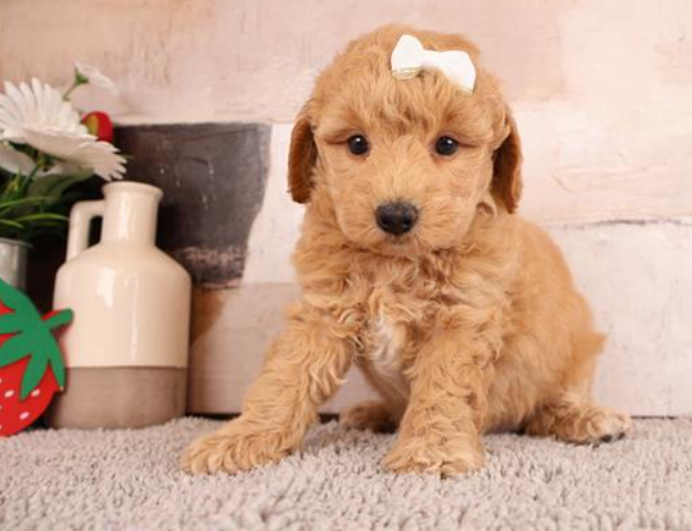 DIONNE      FEMALE  GOLDENDOODLE   $3,050.00   #177