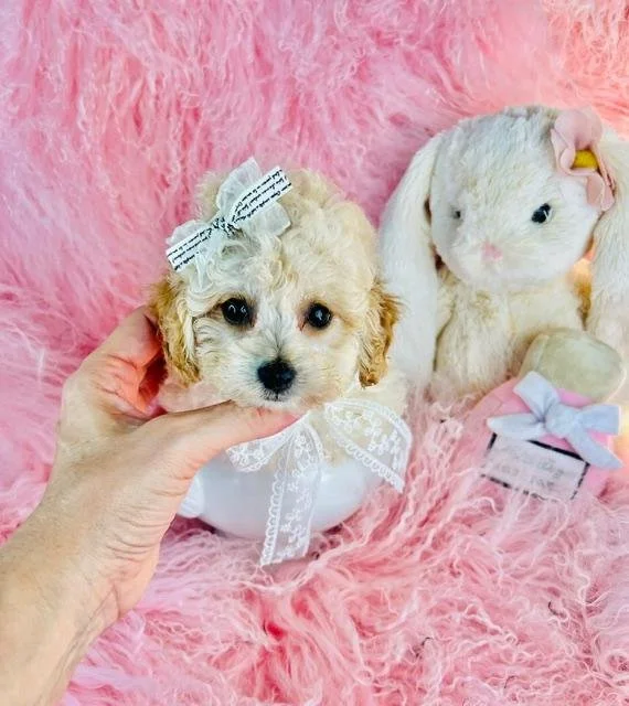 TEACUP  POODLE  FEMALE  PAMMY     $3,950.00     #178