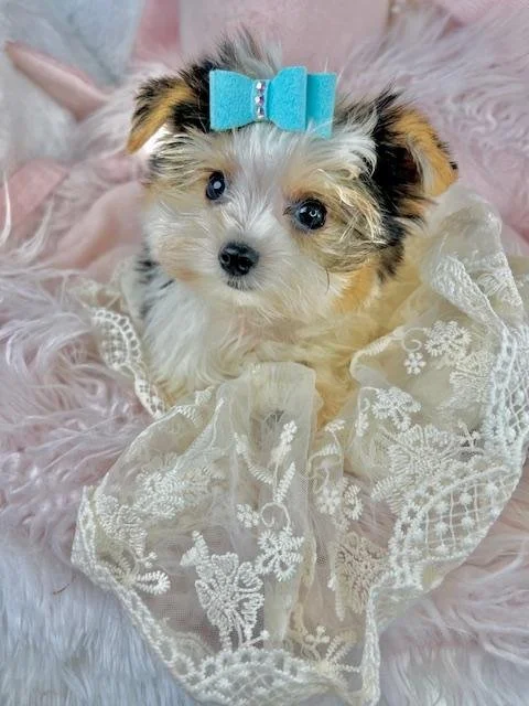 BIEWER YORKIE YADO MALE TEACUP $3,950.00 #14787-8