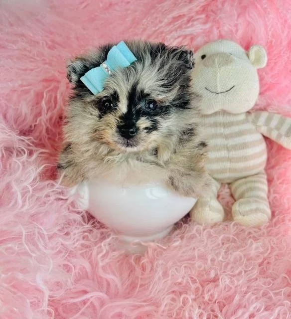 FEMALE  TEACUP  PRECIOUS    $3,950.00     #178
