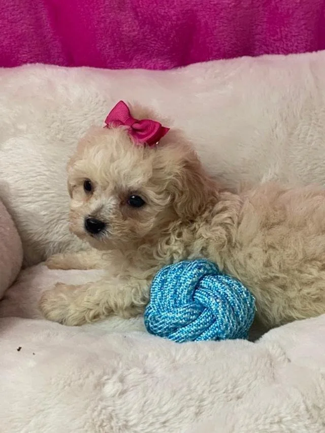FEMALE SHIHPOO TEACUP/ TINY TOY DONNA $3,550.00 #17474-7
