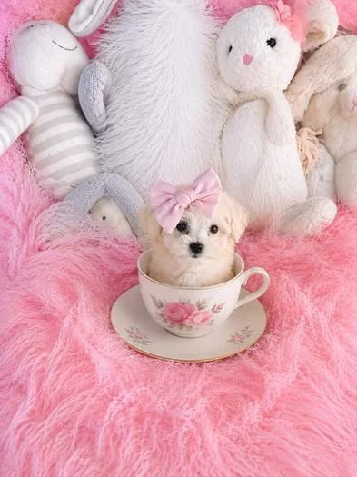 DAR   FEMALE  TEACUP/POCKETBOOK  BICHON/POO  $3,950.00    #1358