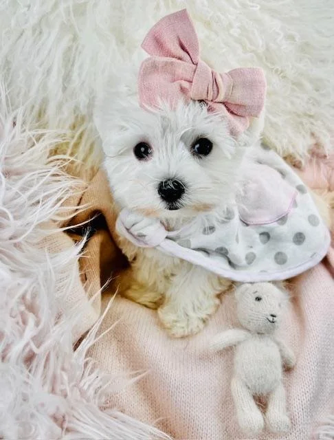 maltese puppies from breeder.jpg