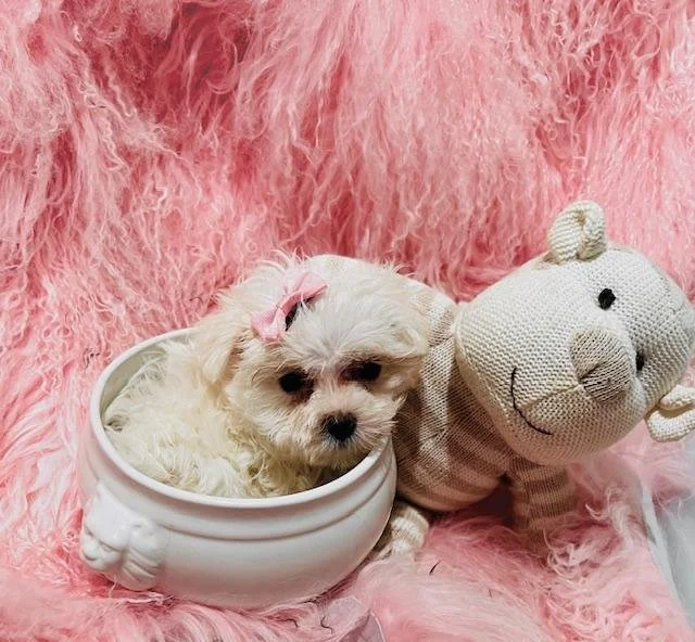 FEMALE   TEACUP/POCKETBOOK  NATALLY  $4,550.00    #171