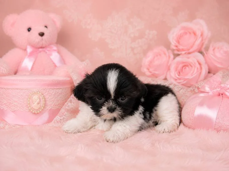 SASHA  FEMALE IMPERIAL SHIH TZU PUPPY   $3,050.00   #T141