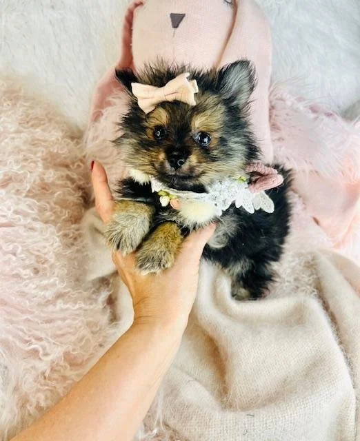 tiny-pomeranian-dog.jpg