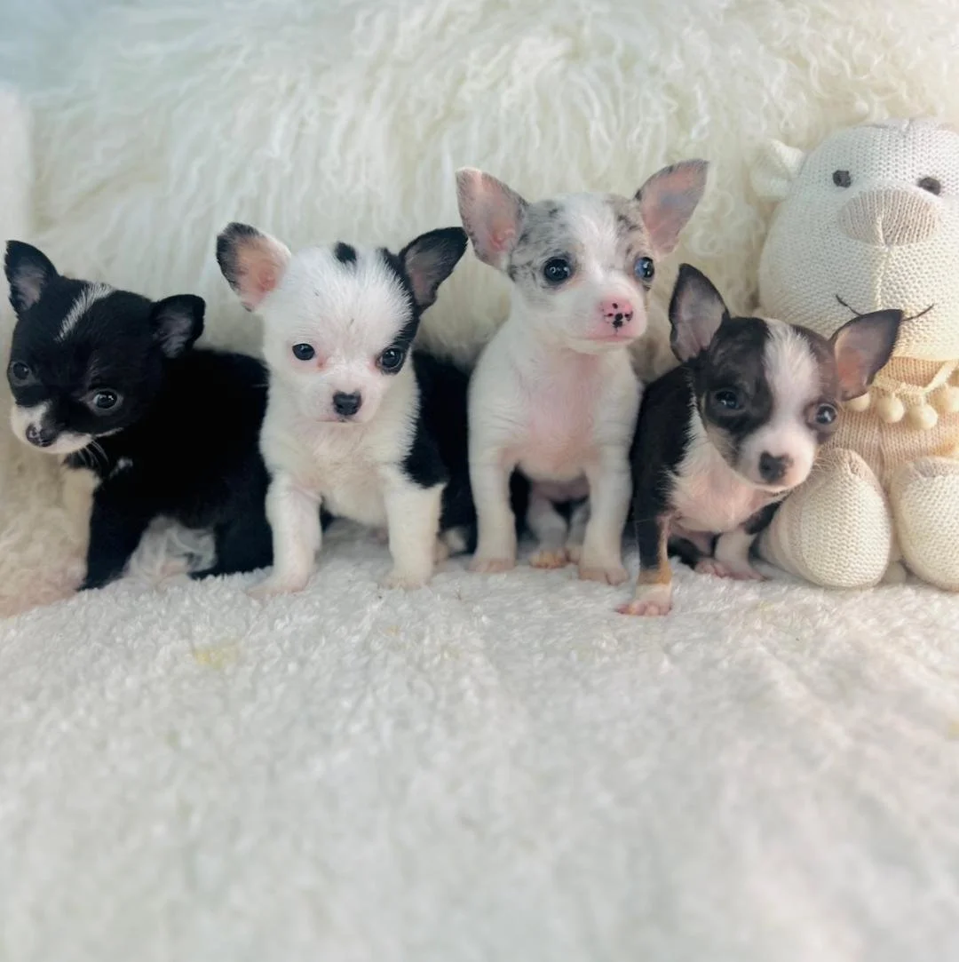 Chihuahua All Teacup Dog Breeds Clearance Looking For Teacup
