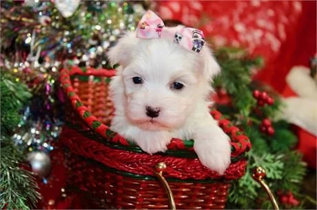 MISTY    $3,950.00   #T2523-3  SOLD