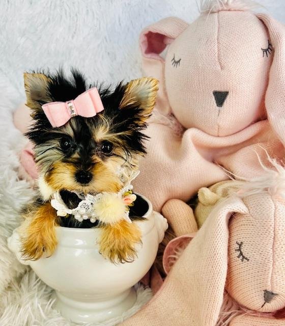TEACUP/POCKETBOOK DAZARE MORKIE MALTESE & YORKIE Y $4,950.00 #125447-7