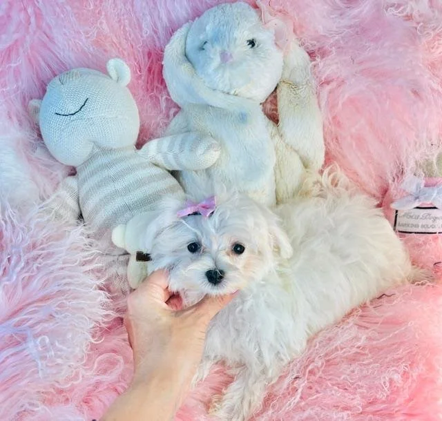 MARY      $3,050.00   FEMALE MALTESE PUPPY   #214