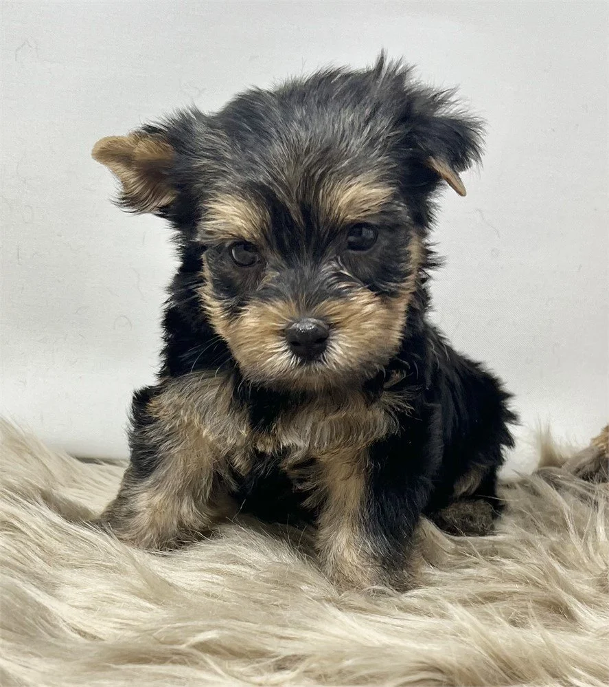 GEMINI   TEACUP  FEMALE PUPPY   $3,950.00   #19977-8