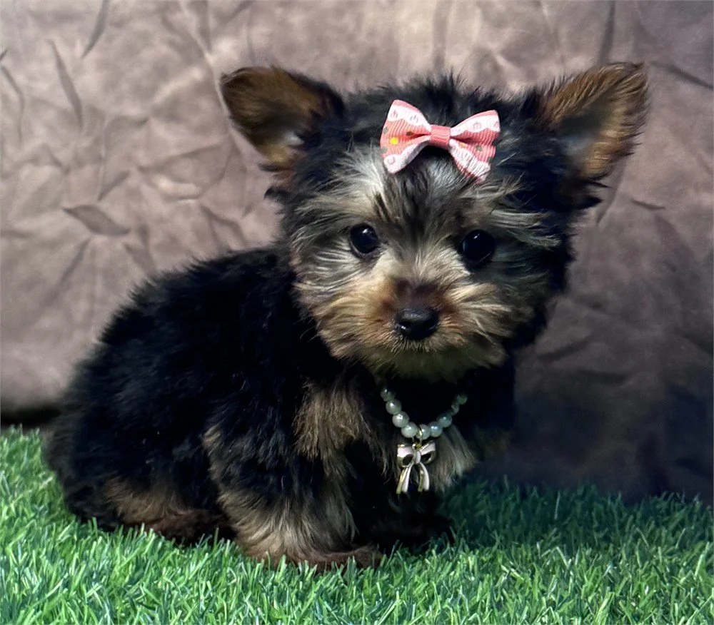 JELLYBEAN  FEMALE  SILKY    $3,850.00   #158