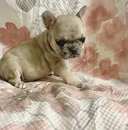 MINI FRENCHIE  FEMALE  FANNY   $3,950.00   #154-74