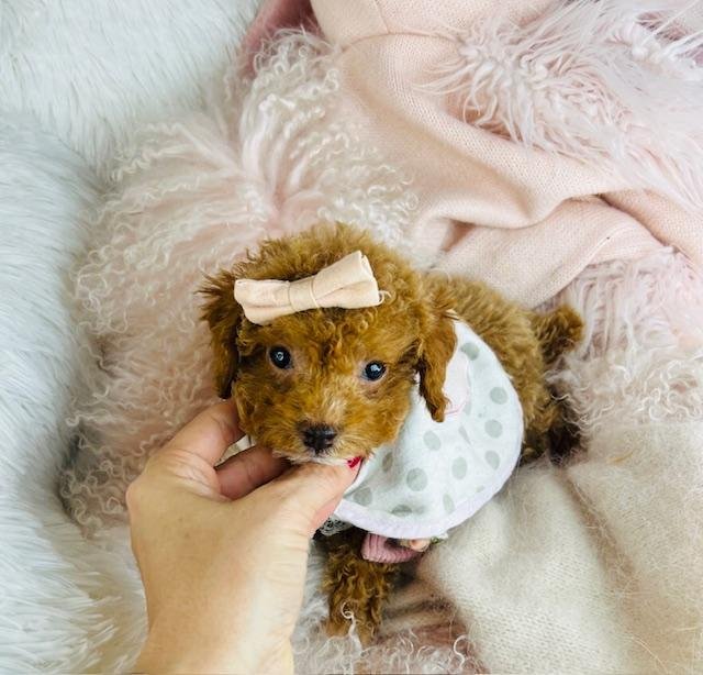 PIPPA     FEMALE POODLE DOG     $3,950.00       #115544-8