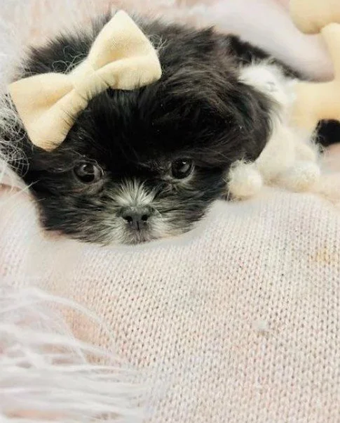 SHIH TZU PUPPIES  MALE   SURY    IMPERIAL    $950.00   #T7874-4