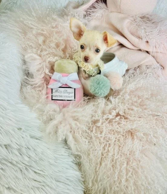 Chihuahuas for sale in naples.jpg