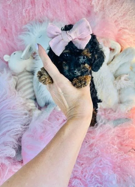 DEVANA   FEMALE CAVAPOO   $3,050.00   #155