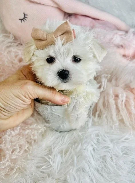 maltese-in-miami - Copy.jpg