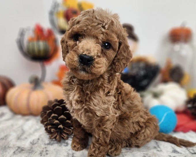 GOLDENDOODLE  MALE     GREG       $3,550.00   #1777-4