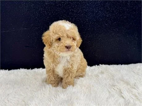 POODLE PUPPY     PODEN MALE      $3,950.00        #157