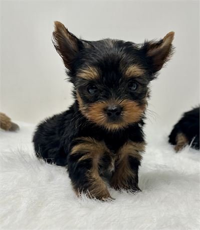 MALE   JACK  TEACUP/POCKETBOOK    $4,950.00   #1422