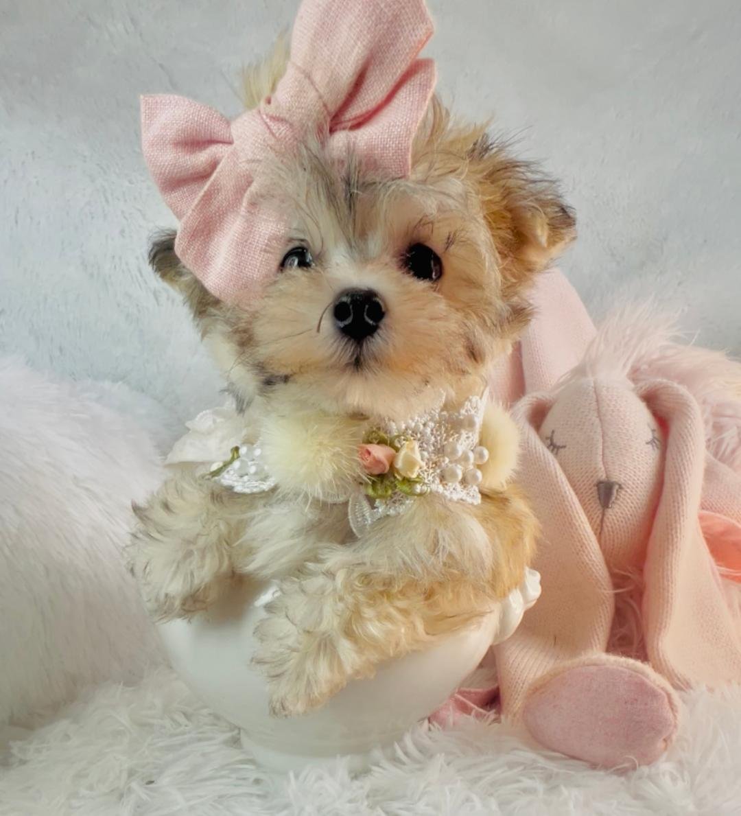 TEACUP DORAL SHORKIE FEMALE $3,950.00 #525-8