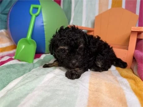POODLE   FEMALE  PRESTA  $3,050.00     #1271