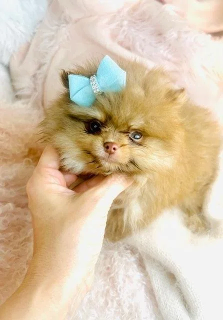 POMERANIAN  PETE    $3,950.00    #T12155-5
