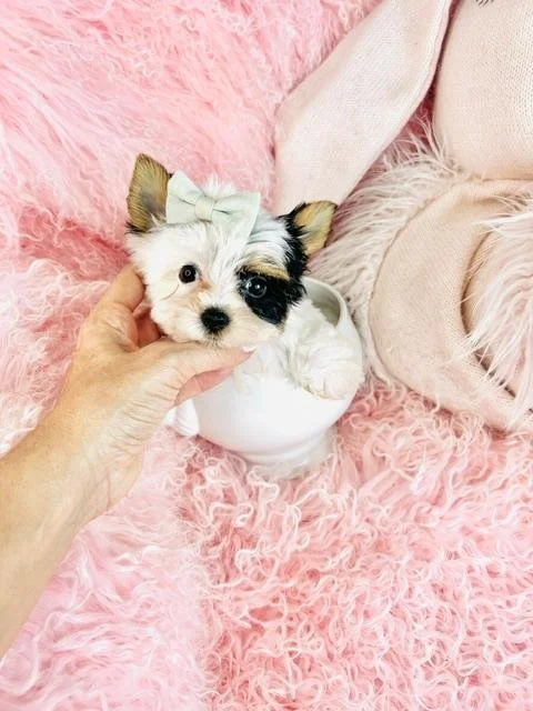 JON   TEACUP/POCKETBOOK   MALE PUPPY   $5,950.00   #1743