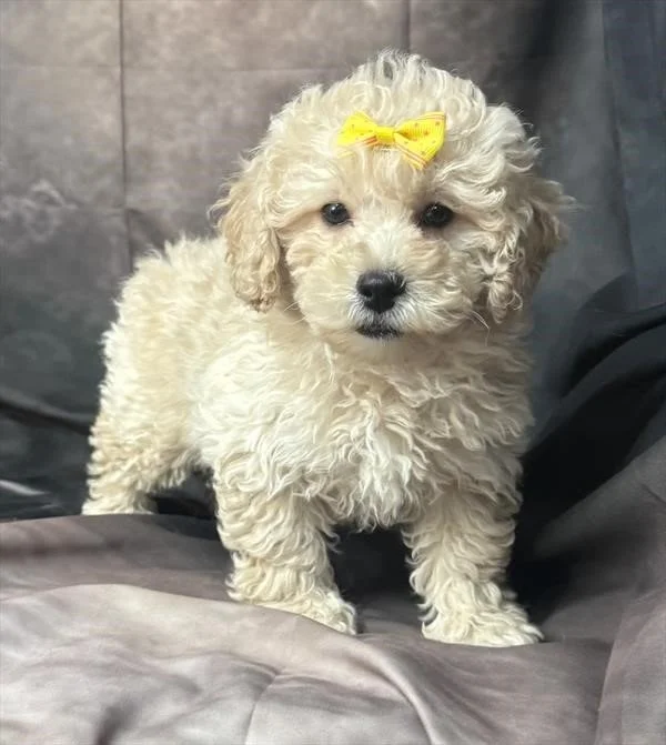 GOLDENDOODLE  FEMALE     GIGI    STANDARD SIZE   $2,550.00   #1597-7   SOLD