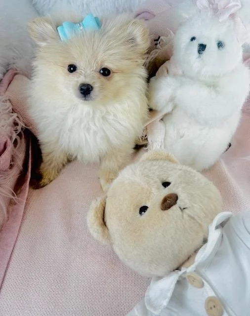 TEACUP/TINY TOY MALE POMERANIAN PRECIOUS $3,550.00 #T13778-8