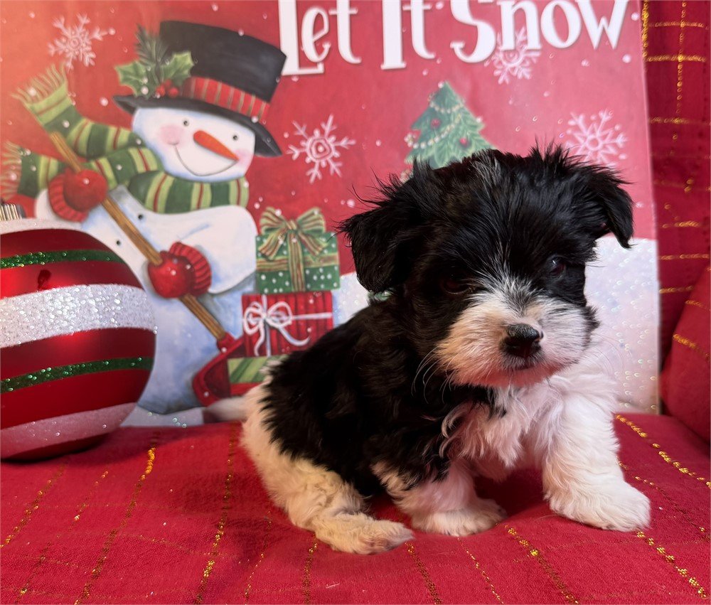 MORKIE   DENNA  FEMALE    $3,550.00   #17484-4